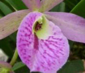 Brassocattleya_Makai_Mayumi