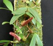 Bulbophyllum_carunculatum