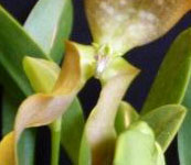 Bulbophyllum_falcatum_detail