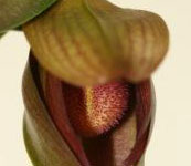 Bulbophyllum_laxiflorum