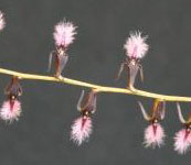 Bulbophyllum_mandibulare