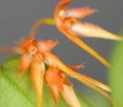 Bulbophyllum_rothschildianum