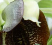 Coelogyne_speciosa