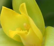 Lycaste_Concentration