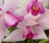 Lycaste_skinneri_rosea