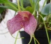 Masdevallia_Enez_Eusa