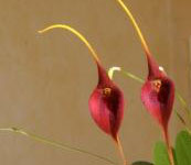 Masdevallia_ayabacana