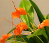 Masdevallia_hirtzii