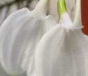 Masdevallia_tovarensis