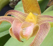 Bulbophyllum_lobbii