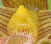 Bulbophyllum_lobbii_detail