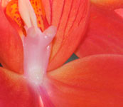 Disa_uniflora_1