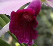 Laelia_purpurata