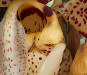 Stanhopea_tigrina_1